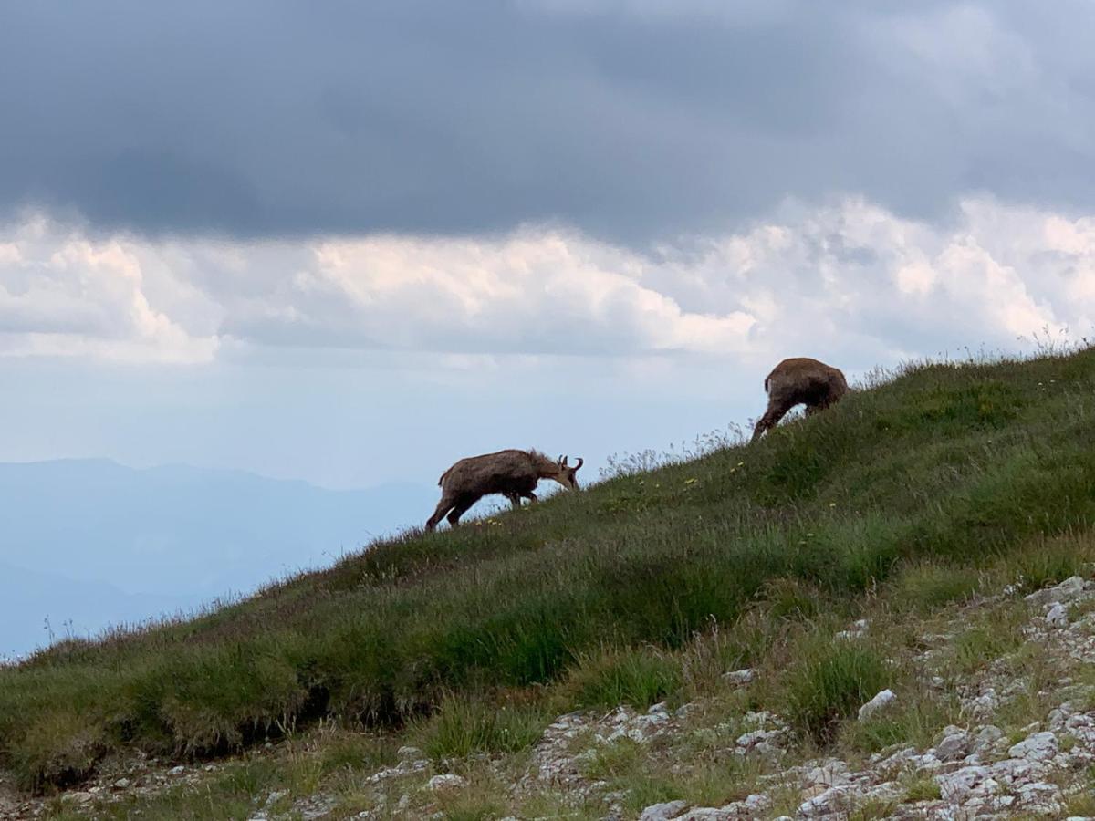Dom Wypoczynkowy I Apartamenty "Nabucco" Z Widokiem Na Giewont I Gory Zakopane Extérieur photo